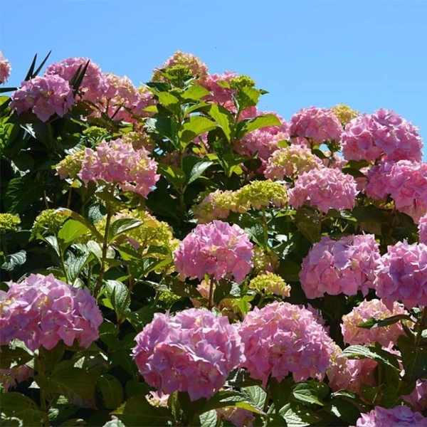 Гортензия крупнолистная Bouquet Rose